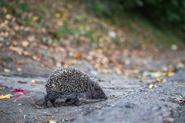 在过去几个 在过去几个